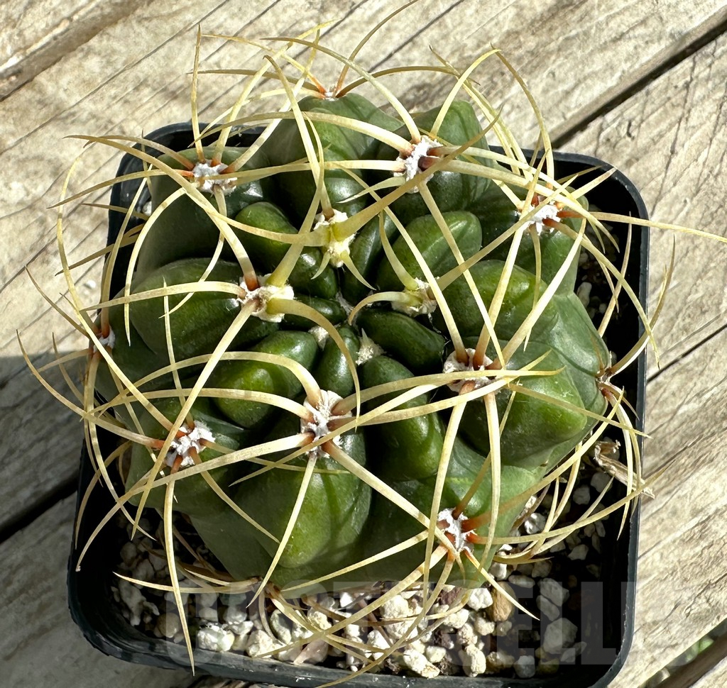 SHPR31638 Gymnocalycium monvillei, old 10 years - Image 2