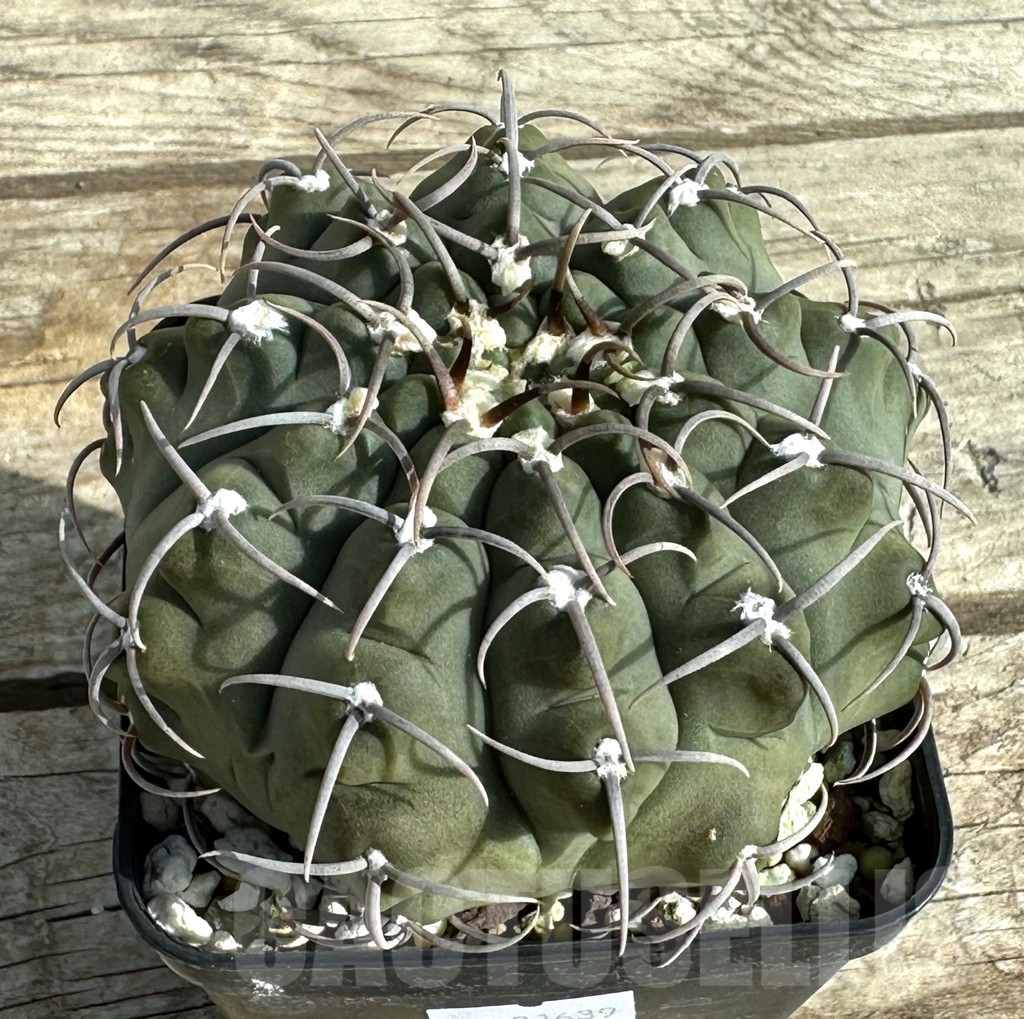SHPR31639 Gymnocalycium vatteri, old 15 years