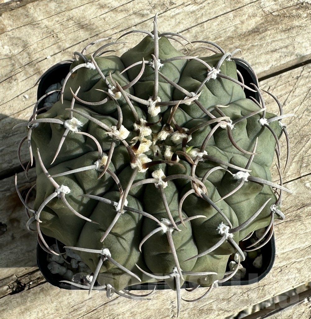 SHPR31639 Gymnocalycium vatteri, old 15 years - immagine 2
