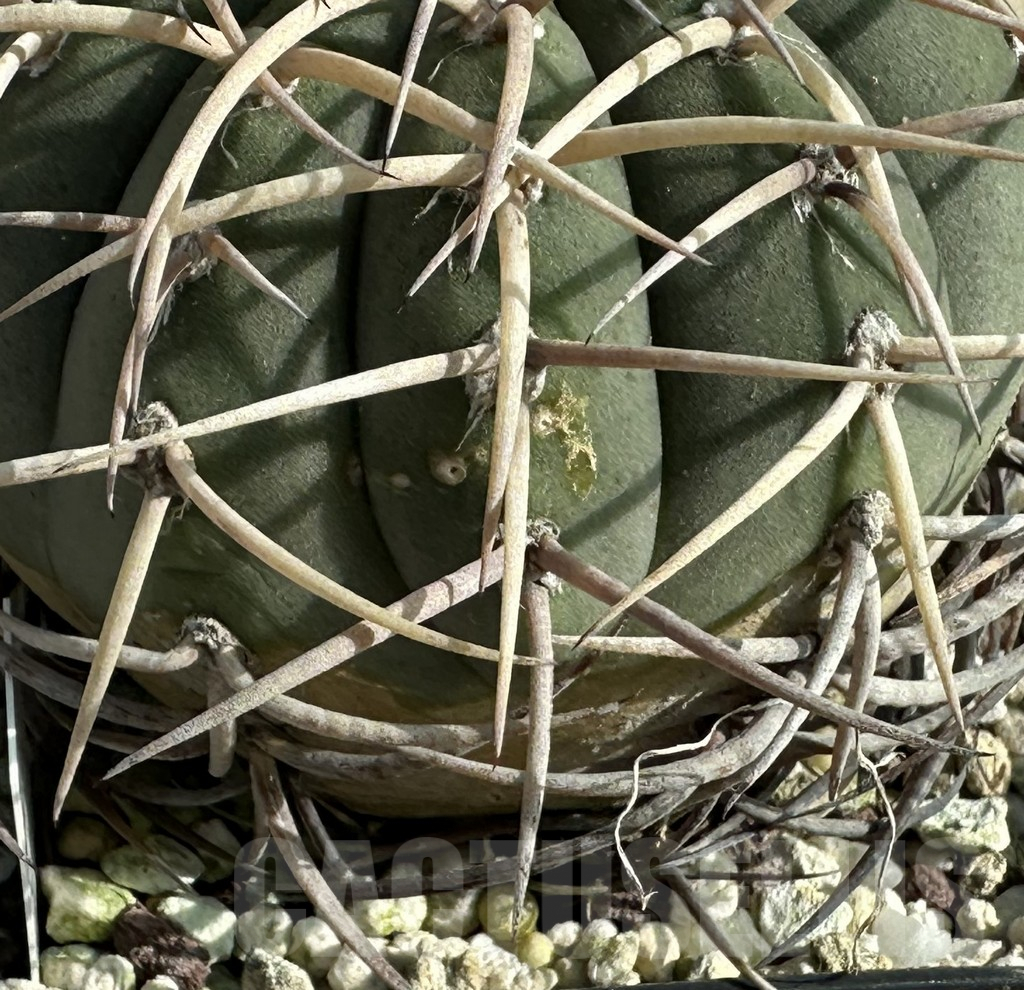 SHPR31640 Gymnocalycium cardenasianum, old 16 years - Image 2