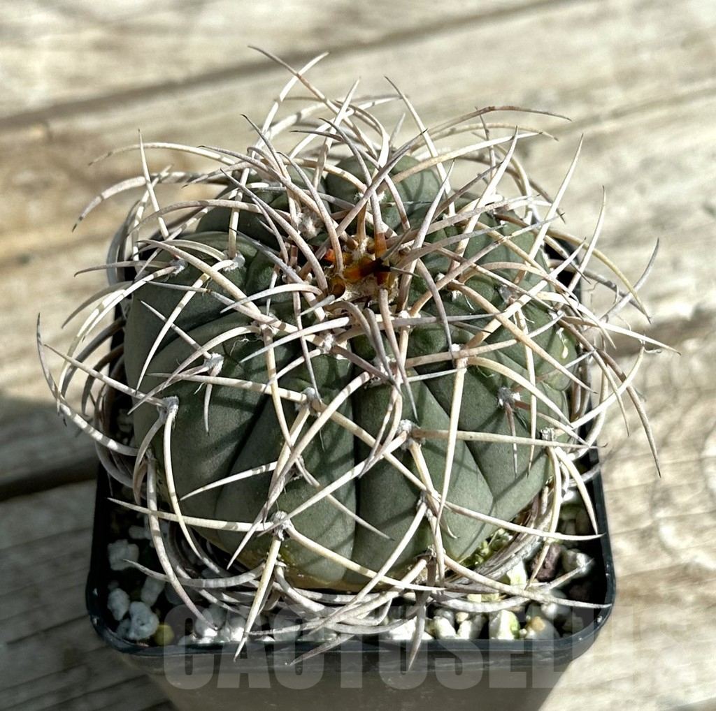 SHPR31640 Gymnocalycium cardenasianum, old 16 years