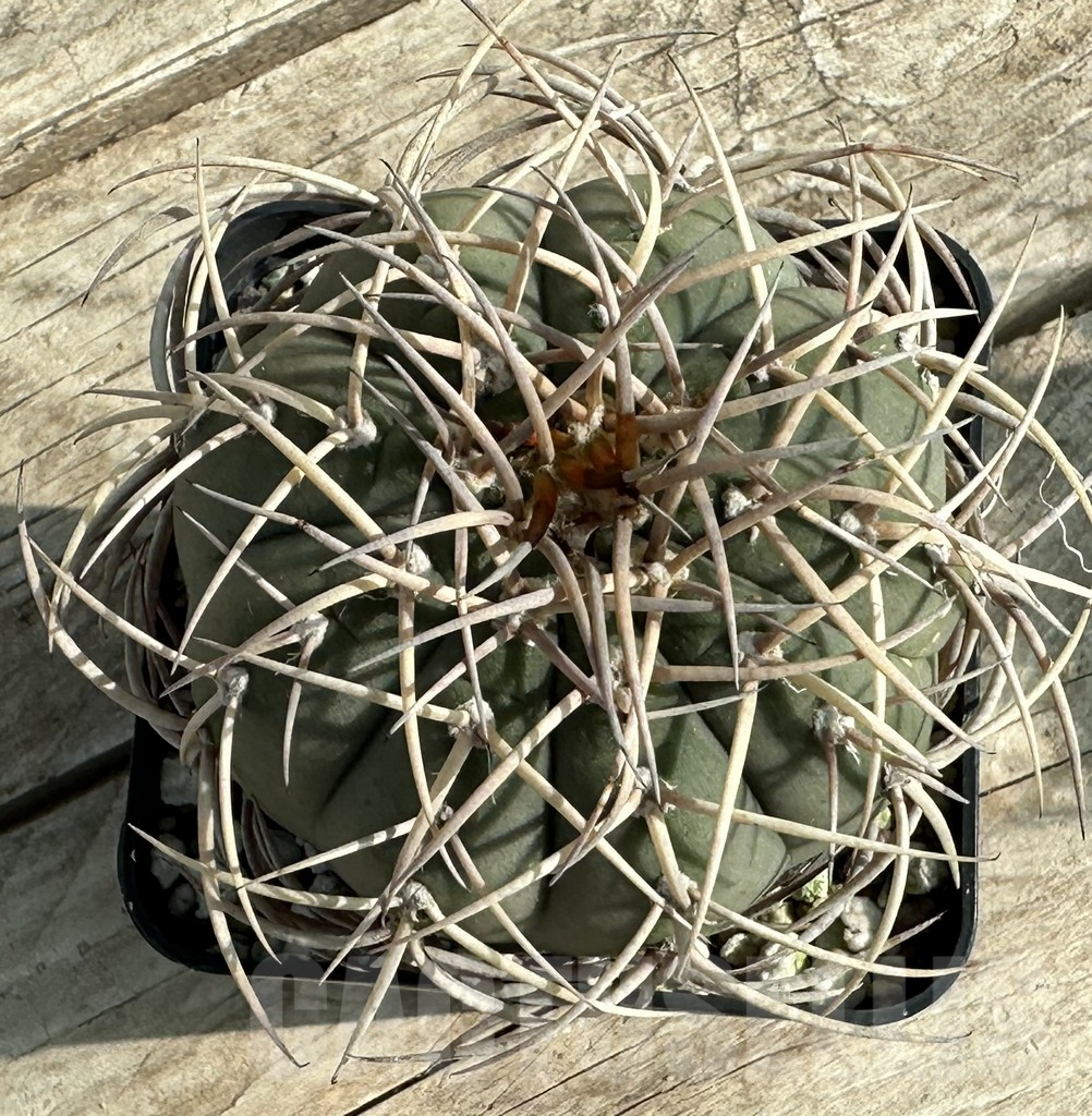 SHPR31640 Gymnocalycium cardenasianum, old 16 years - Image 3