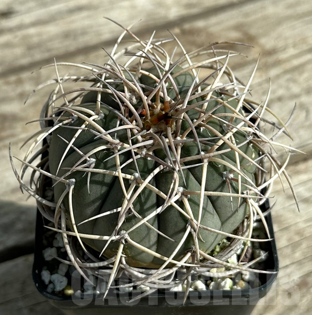 SHPR31640 Gymnocalycium cardenasianum, old 16 years - Image 4