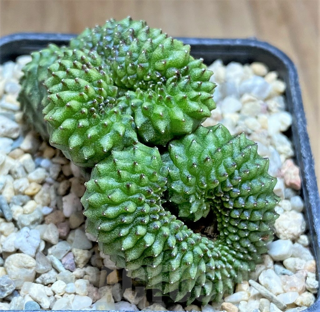 SHPR33165 Gymnocalycium mihanovichii ‘inermis’ f. cristata