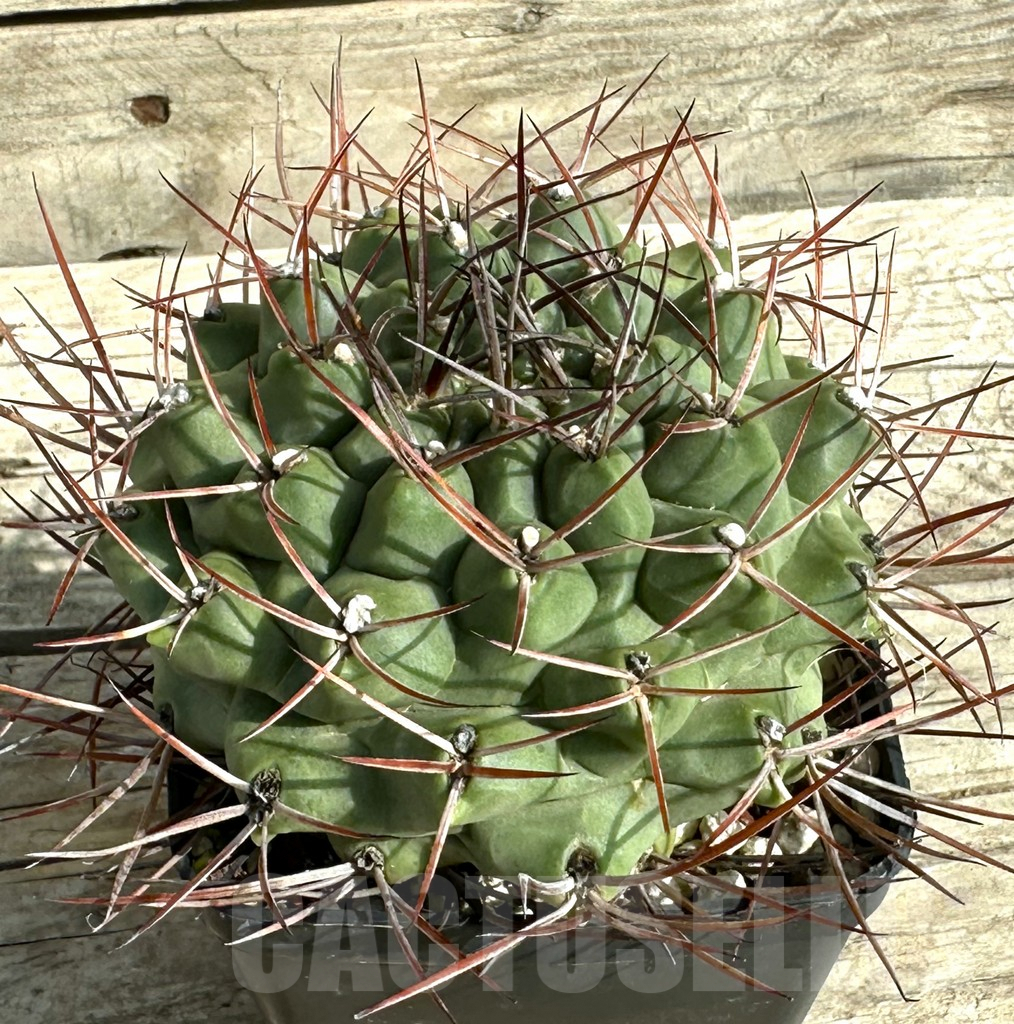 SHPR31643 Gymnocalycium schickendantzii , old 12 years