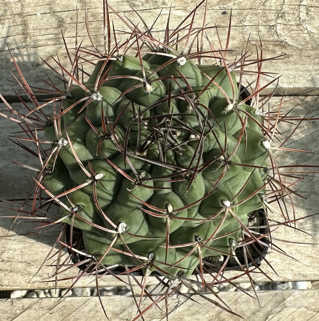 SHPR31643 Gymnocalycium schickendantzii , old 12 years – Image 2
