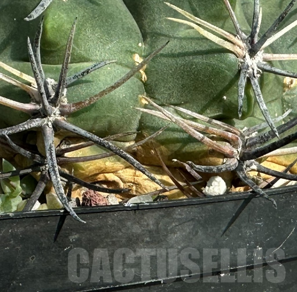 SH1458 Gymnocalycium bicolor , old 18 years - immagine 2