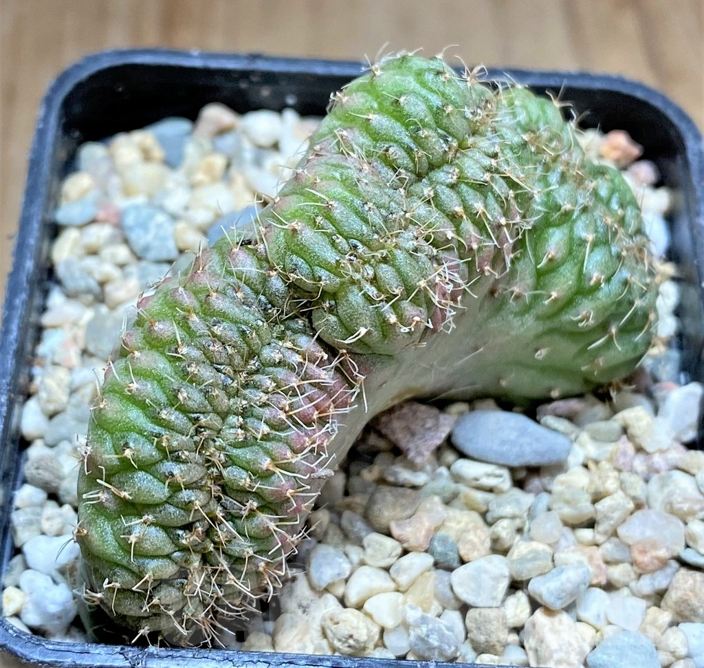 SHPR33168 Gymnocalycium sp. f cristata - Image 2