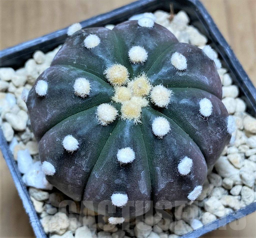 SHPR33169 Astrophytum asterias ‘Purple Skin’
