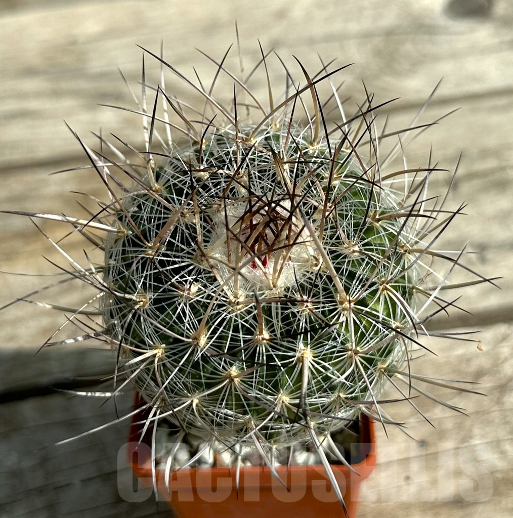 SHPR31645 Echinofossulocactus ochoterenaus , old 8 years