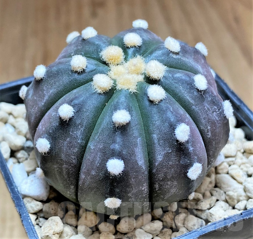 SHPR33169 Astrophytum asterias ‘Purple Skin’ - Image 2