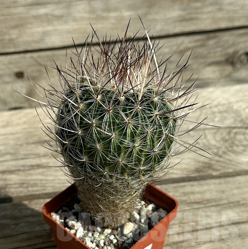 SHPR31645 Echinofossulocactus ochoterenaus , old 8 years – Image 2