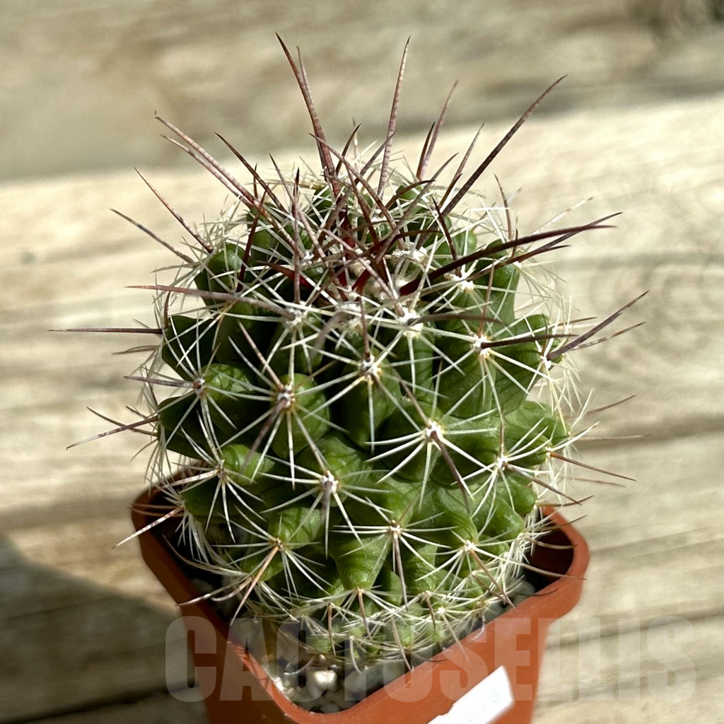 SHPR31646 Thelocactus saussieri