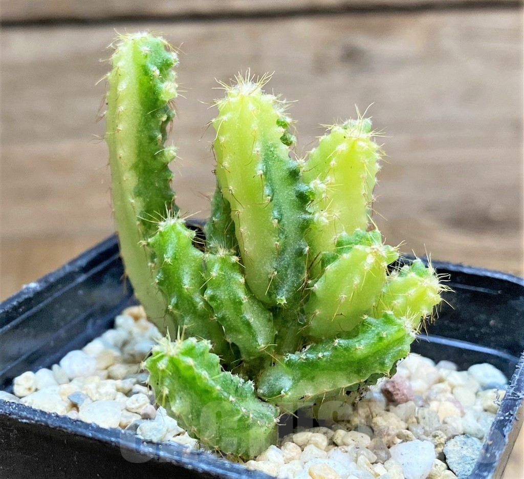 SHPR33171 Cereus peruvianus f. variegata