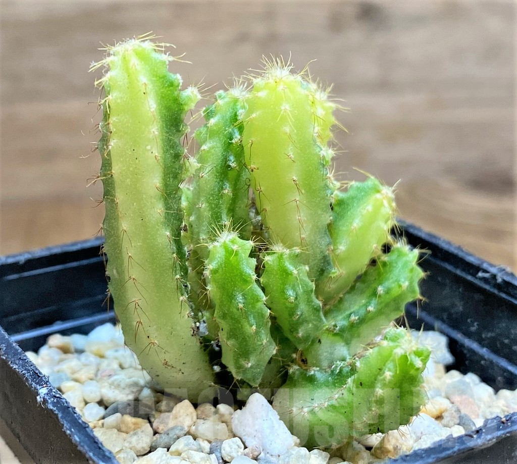 SHPR33171 Cereus peruvianus f. variegata - Image 2