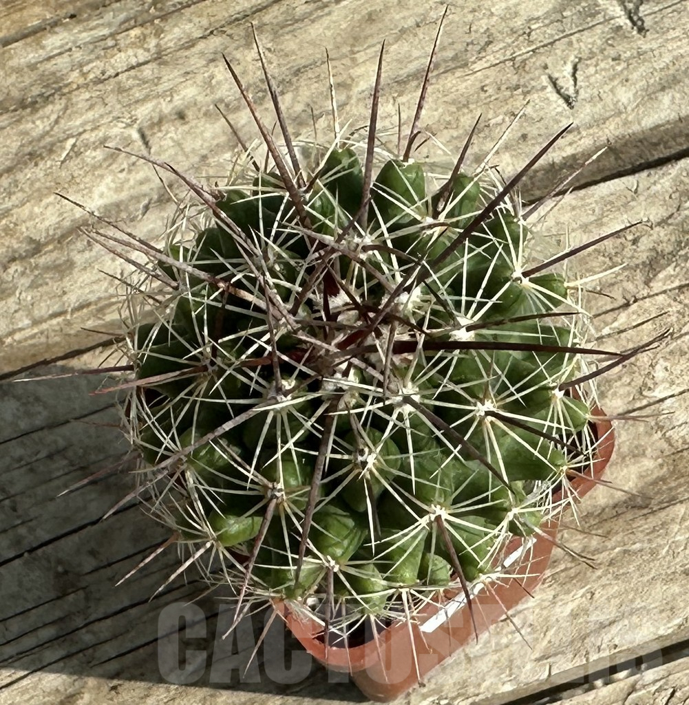 SHPR31646 Thelocactus saussieri – Image 2
