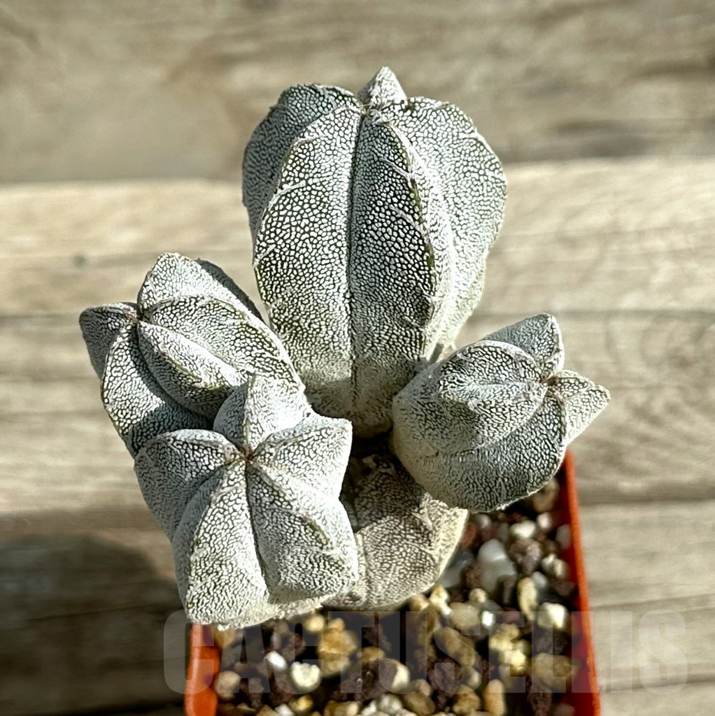 SHPR31647 Astrophytum myriostigma ‘Onzuka’