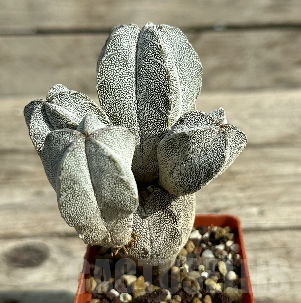 SHPR31647 Astrophytum myriostigma ‘Onzuka’ – Image 2