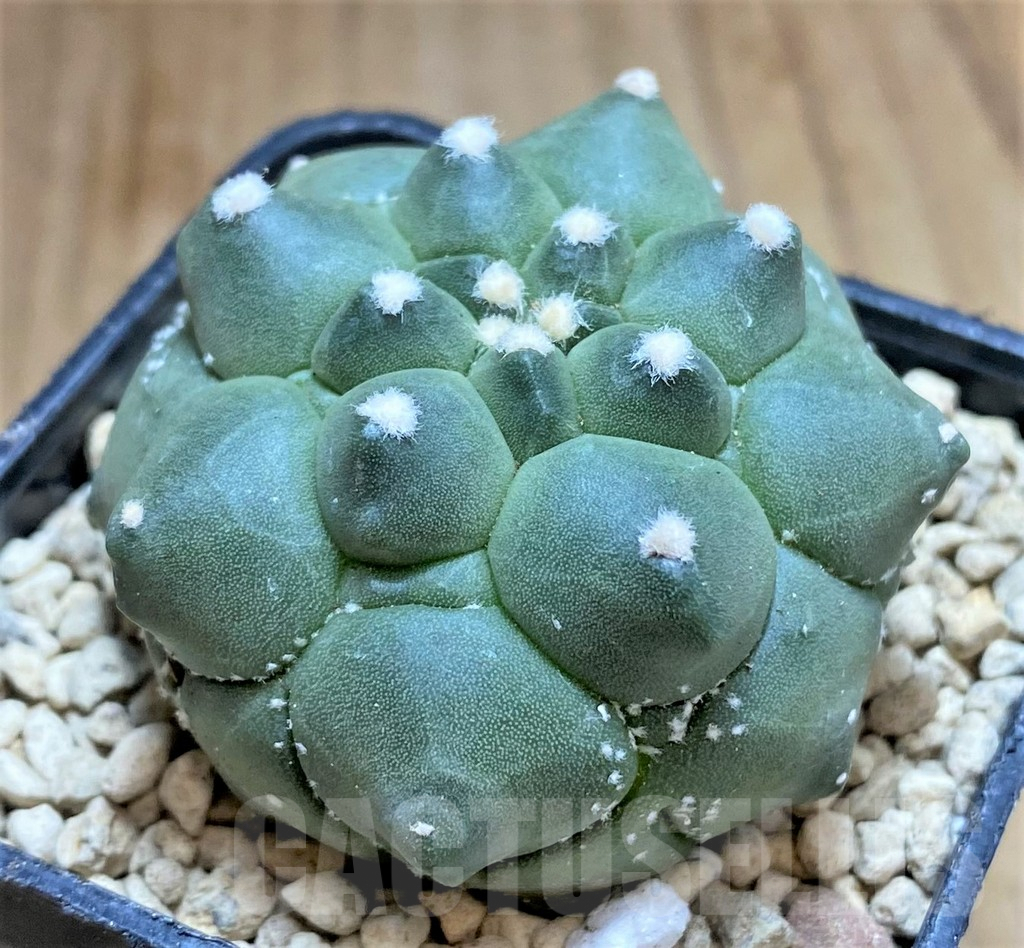 SHPR33173 Astrophytum asterias ‘Kikko’ - Image 2