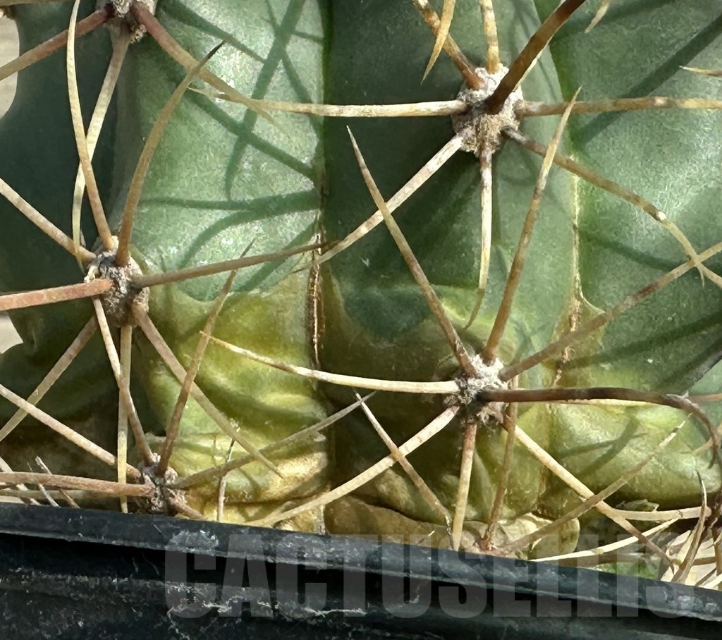 SHPR31648 Ferocactus acanthodes – Image 2