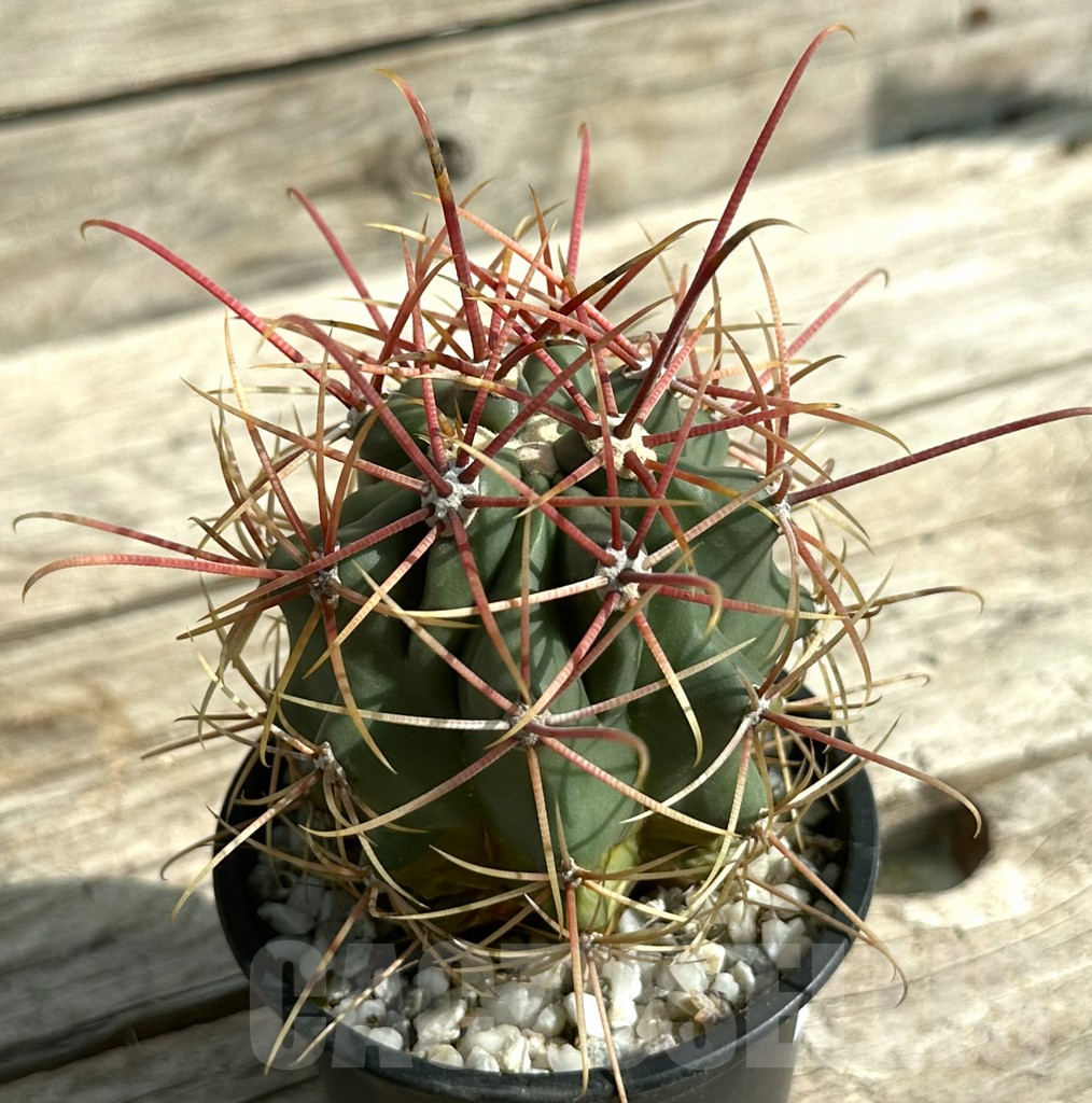 SHPR31648 Ferocactus acanthodes
