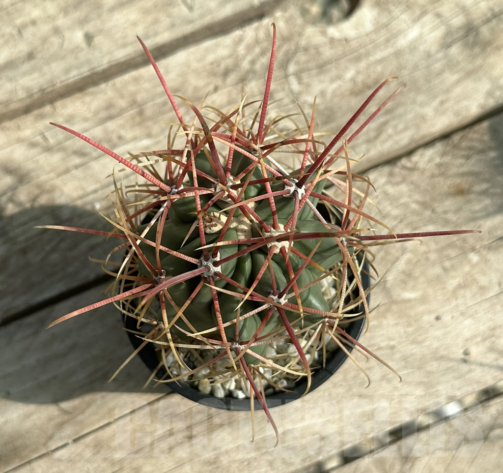 SHPR31648 Ferocactus acanthodes – Image 3