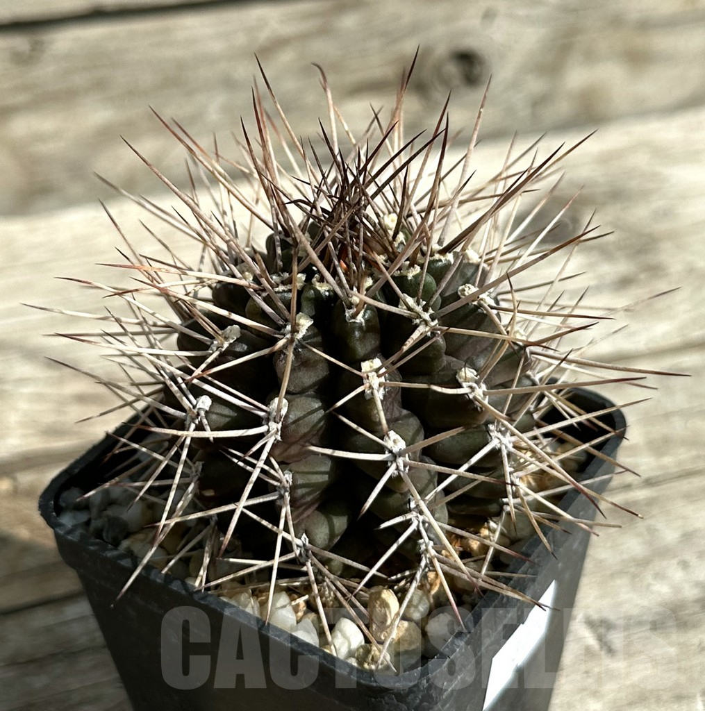 SHPR31652 Gymnocalycium schickendantzii v. pungens