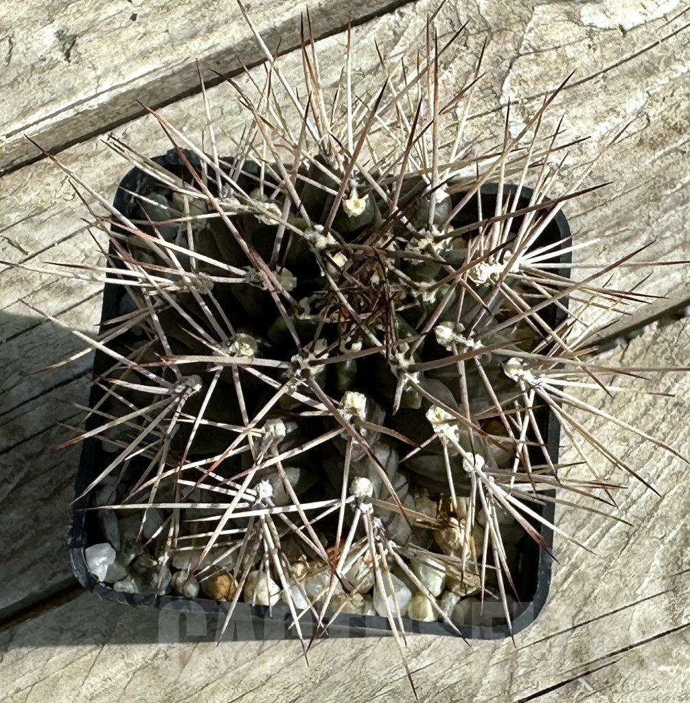 SHPR31652 Gymnocalycium schickendantzii v. pungens - Зображення 2