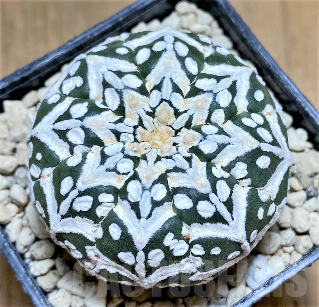 SHPR33185 Astrophytum asterias ‘Super Kabuto’ V-Type