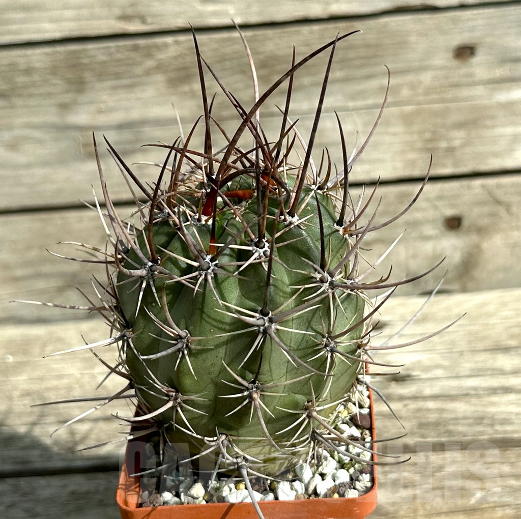 SHPR31654 Lobivia ferox sp.