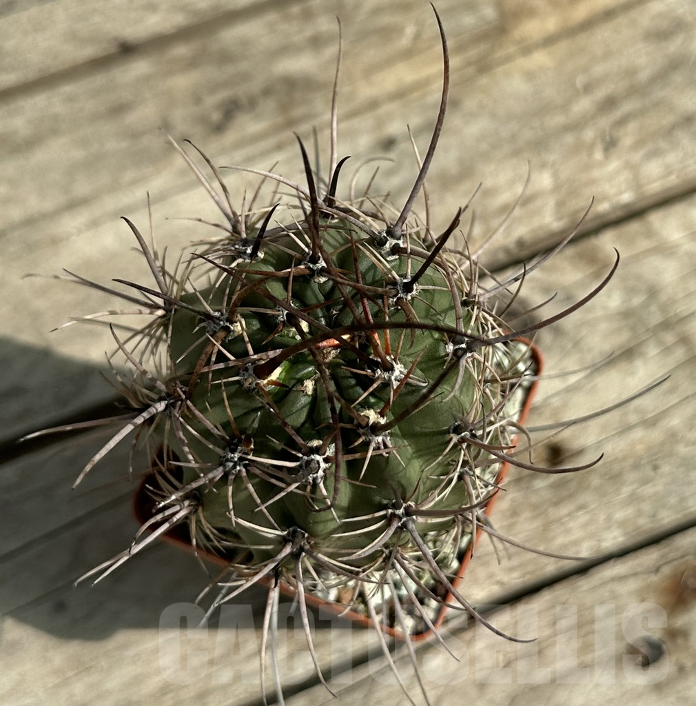 SHPR31654 Lobivia ferox sp. - Зображення 2