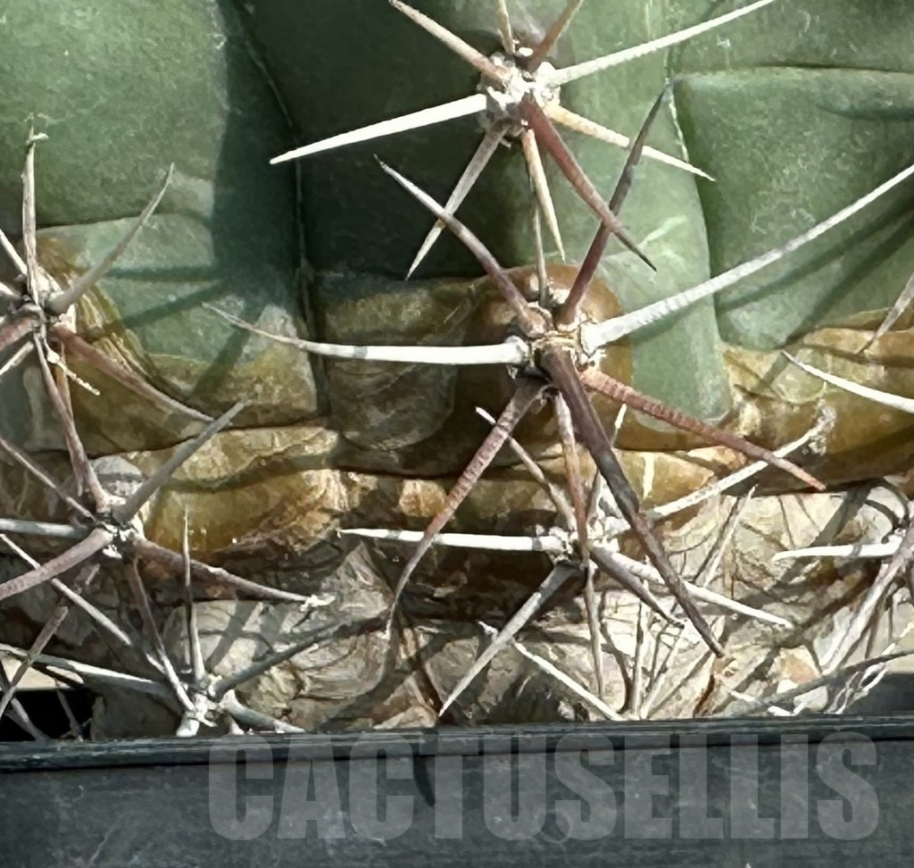 SHPR31655 Ferocactus wislizeni, old 8 years - Obrázek 3