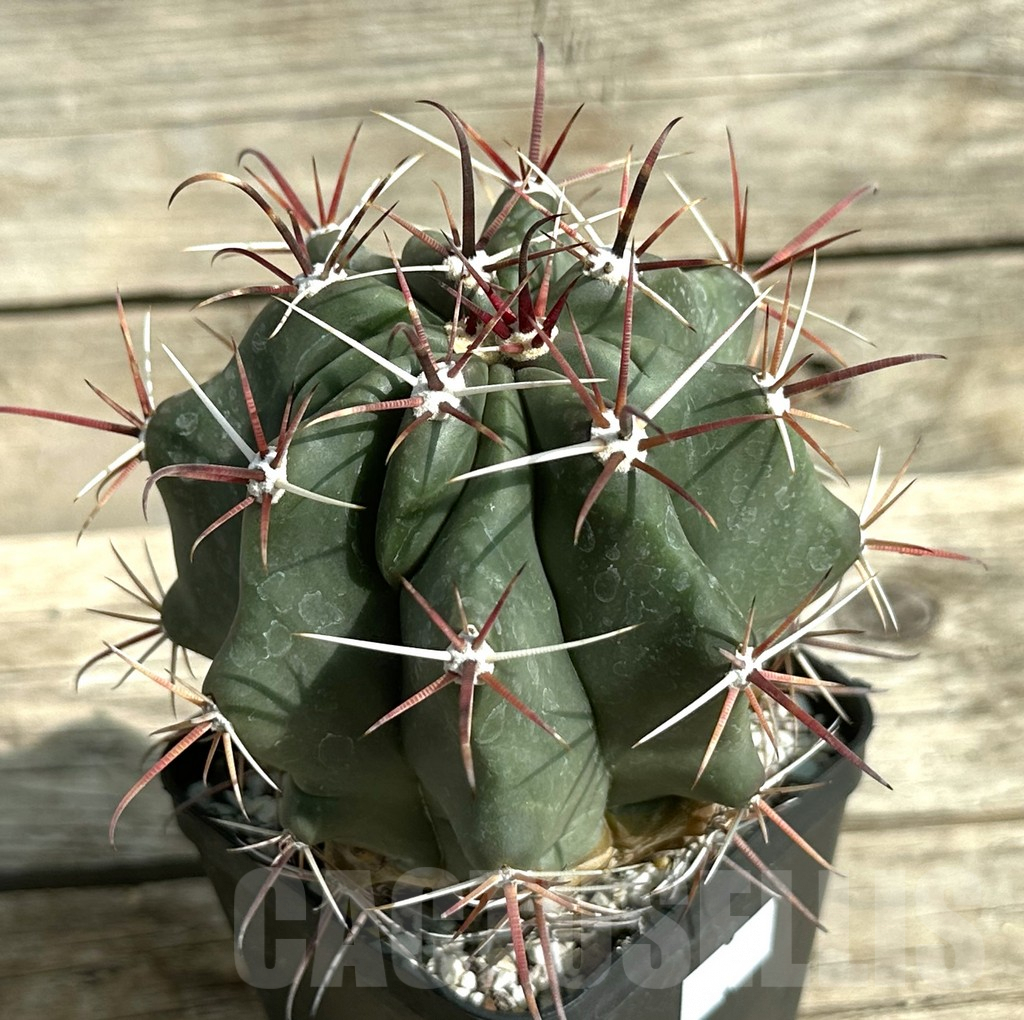 SHPR31655 Ferocactus wislizeni, old 8 years