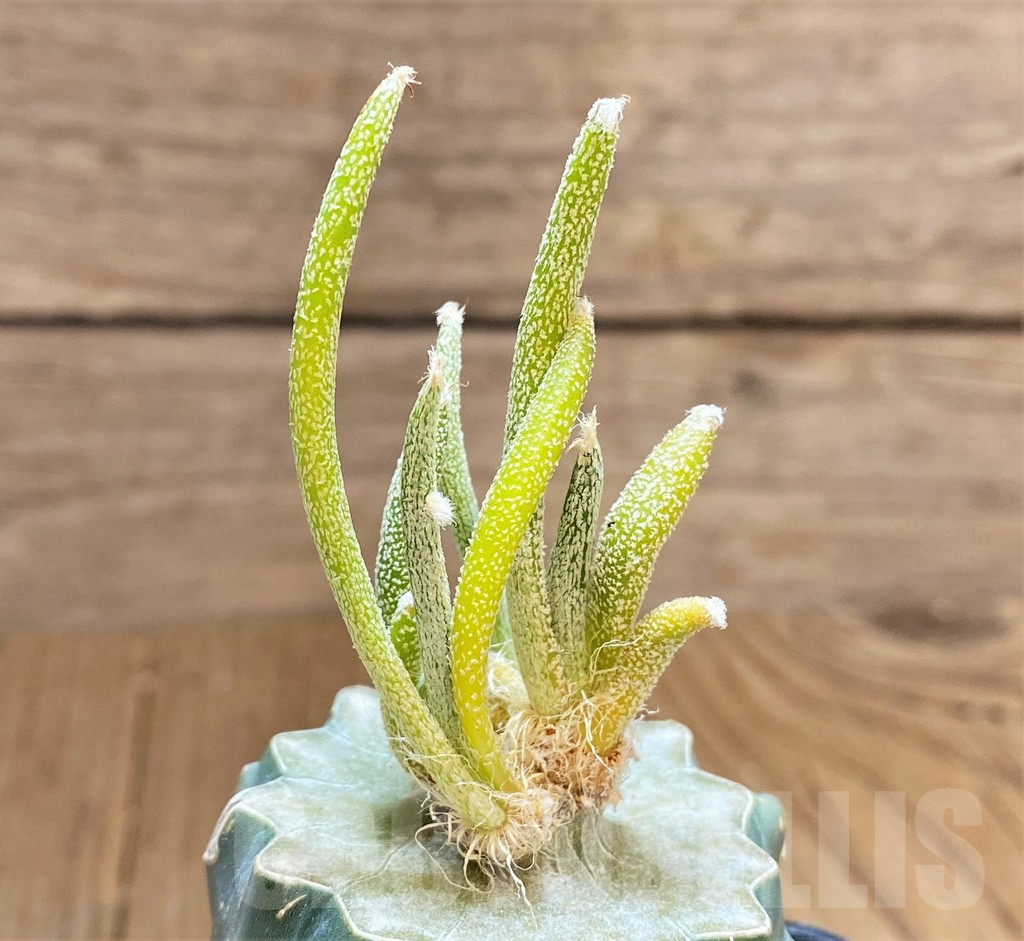 SHPR33189 Astrophytum caput-medusae, grafted