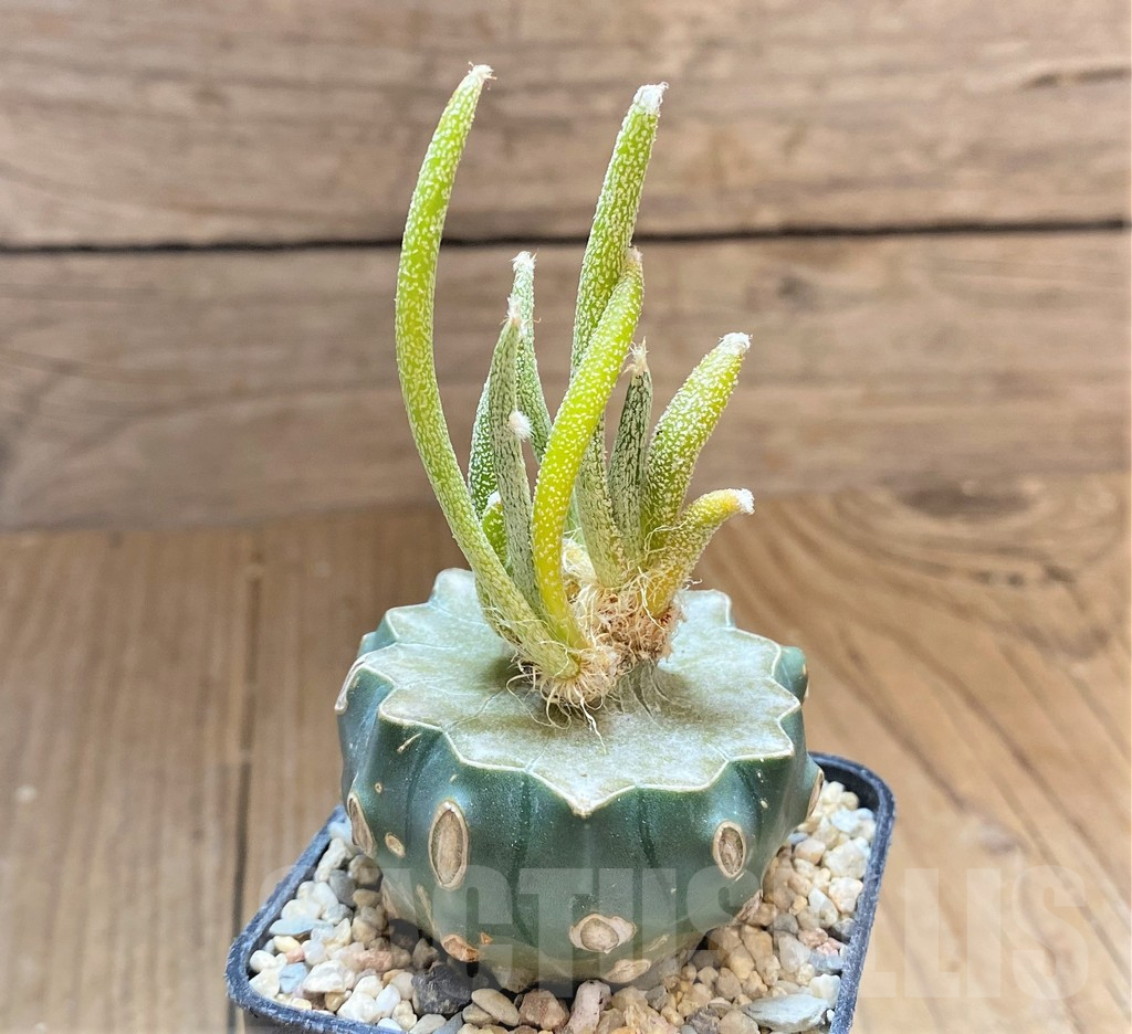 SHPR33189 Astrophytum caput-medusae, grafted - Image 2