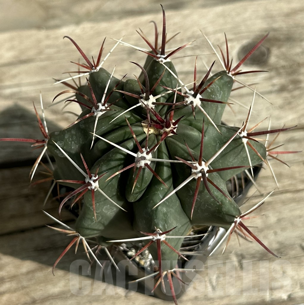 SHPR31655 Ferocactus wislizeni, old 8 years - Obrázek 2