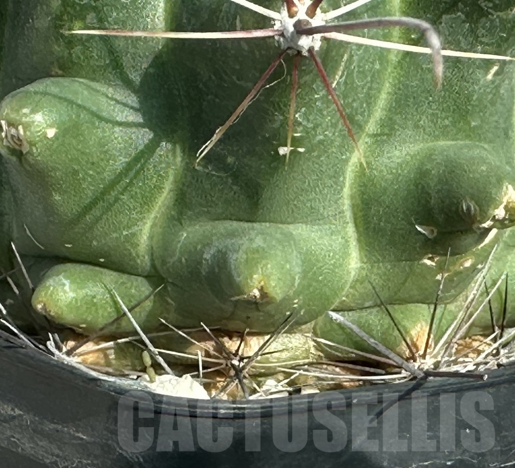 SHPR31656 Ferocactus hamatacanthus, old 8 years - Obrázek 3