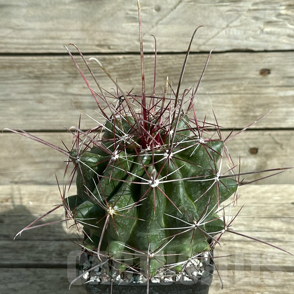 SHPR31656 Ferocactus hamatacanthus, old 8 years