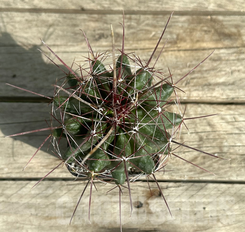 SHPR31656 Ferocactus hamatacanthus, old 8 years - Obrázek 2