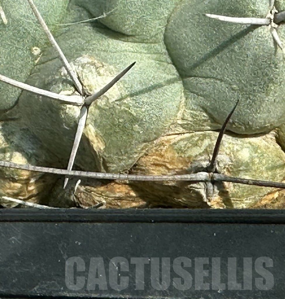 SHPR31657 Thelocactus phymatothelos, old 15 years – Bild 2