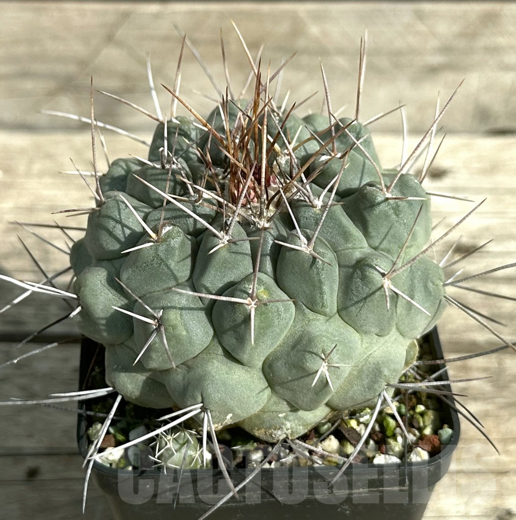 SHPR31657 Thelocactus phymatothelos, old 15 years
