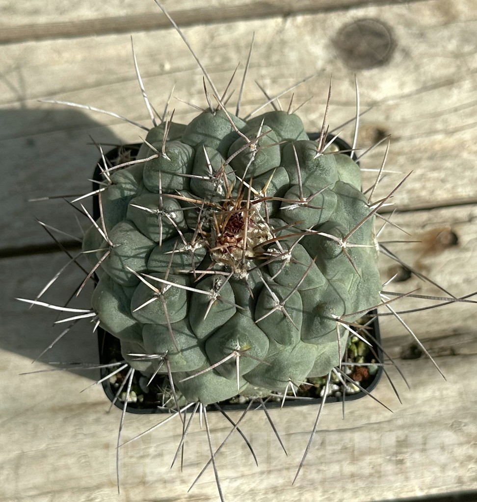 SHPR31657 Thelocactus phymatothelos, old 15 years – Bild 3