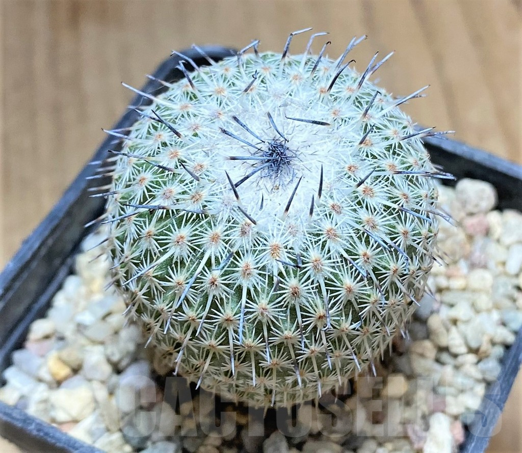 SHPR33193 Epithelantha micromeris v. unguispina