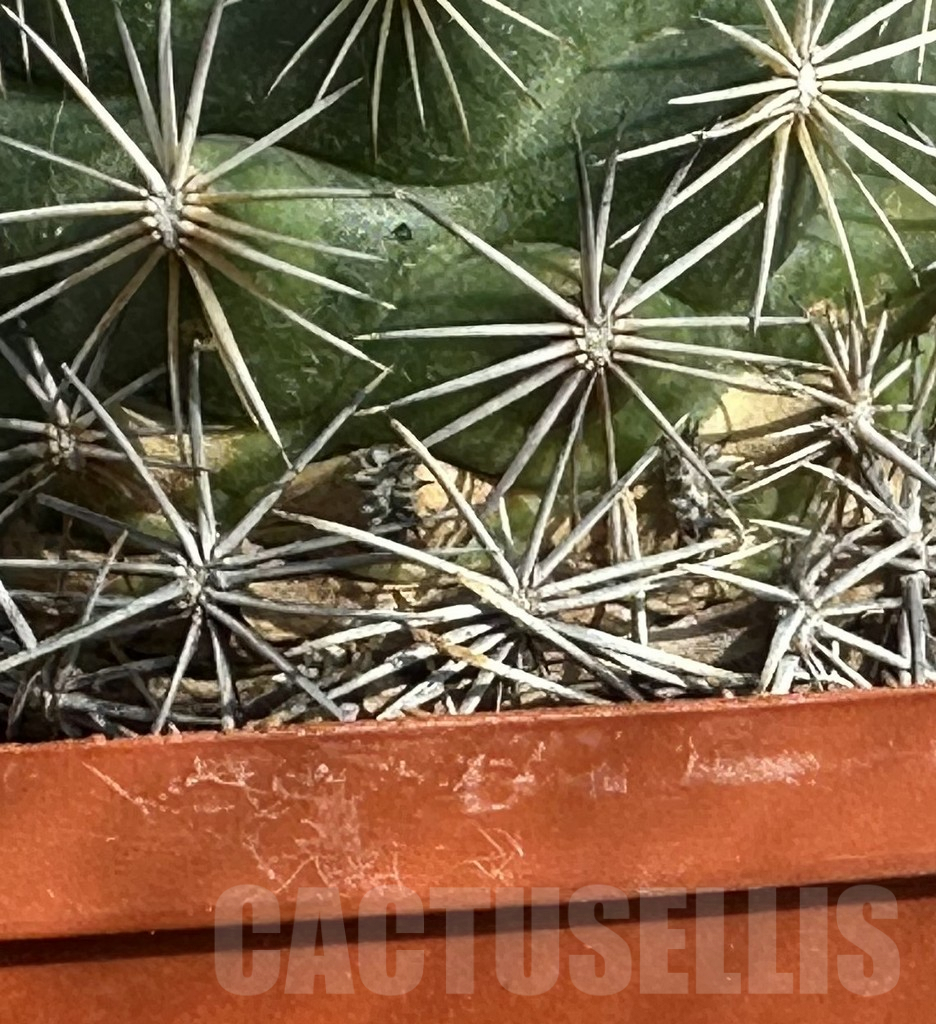 SHPR31658 Coryphantha radians - Obrázek 2