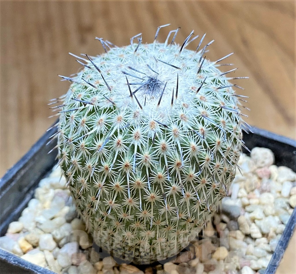 SHPR33193 Epithelantha micromeris v. unguispina - Image 2