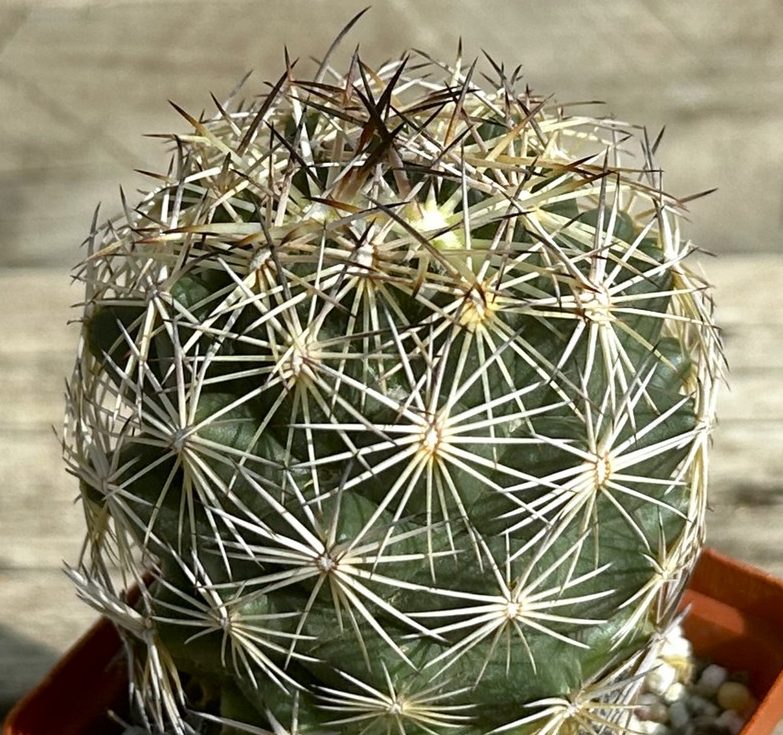 SHPR31658 Coryphantha radians