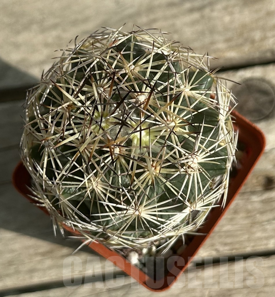 SHPR31658 Coryphantha radians - Obrázek 3