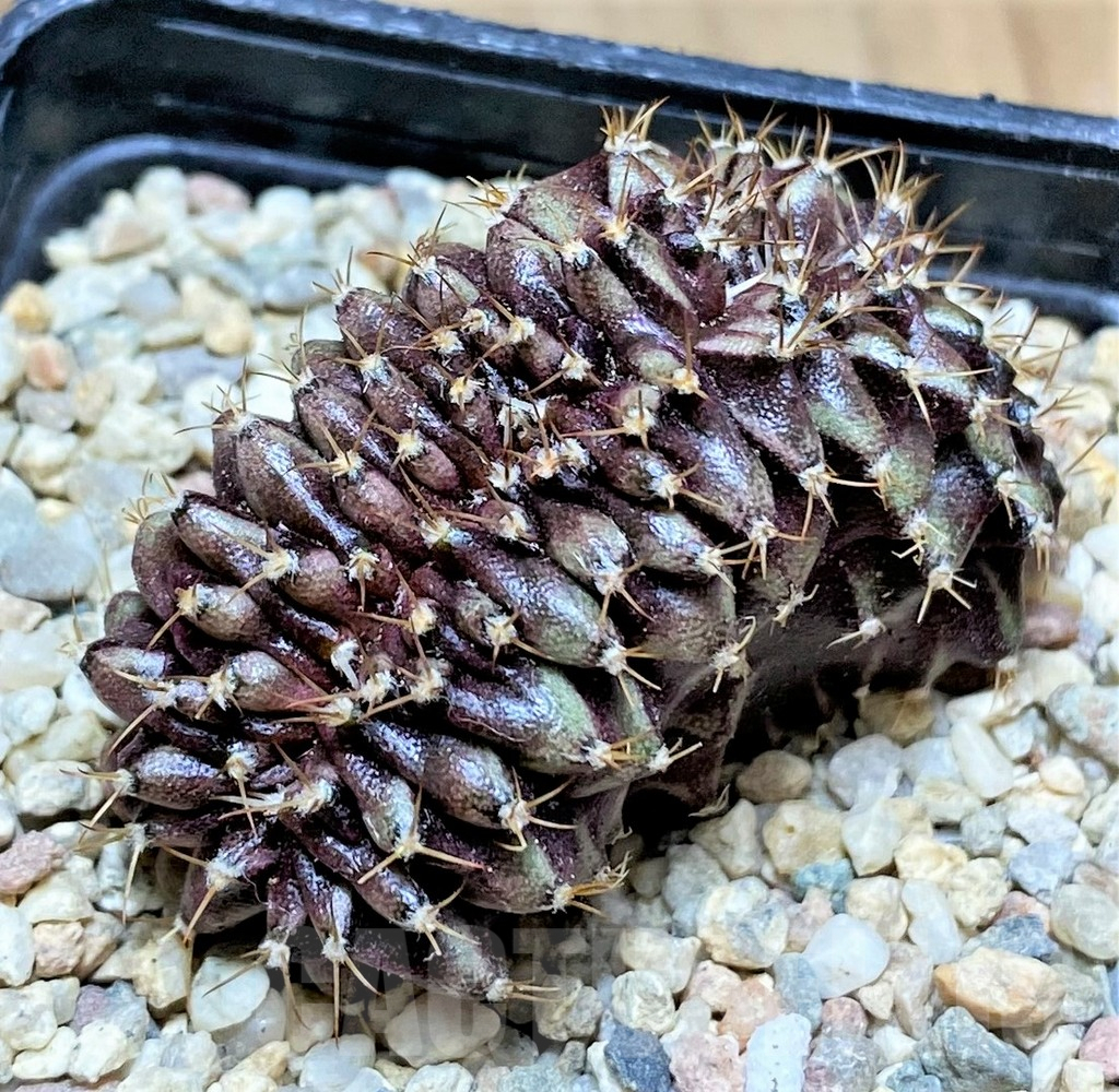 SHPR33195 Gymnocalycium mihanovichii f. cristata
