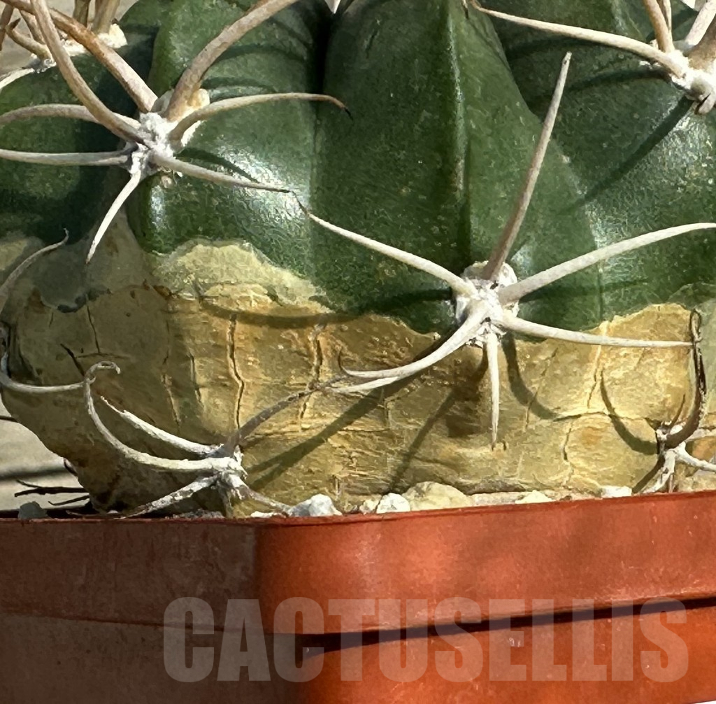 SHPR31660 Lobivia potosina x ferox – Image 3