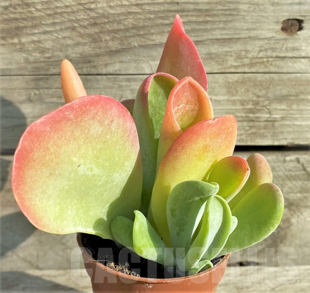 SL33137 Kalanchoe thyrsiflora ‘Monstruosa’ - Obrázek 2